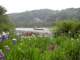 花菖蒲と大池