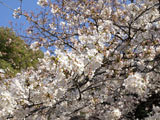 桜 サクラ