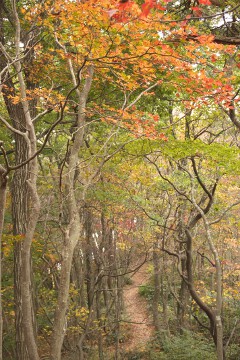 紅葉