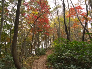 紅葉