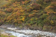清津川の紅葉 清津川