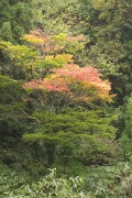 モミジ