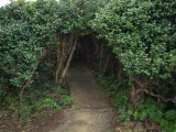 椿のトンネル 足摺岬