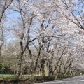 桜並木