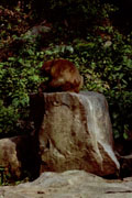 岩の上 ニホンザル