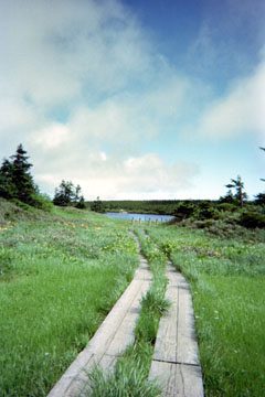 黒谷地湿原 湿原と木道