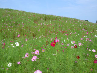 みはらしの丘 コスモス
