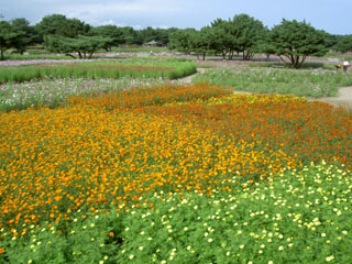 フラワーガーデン全体 コスモス