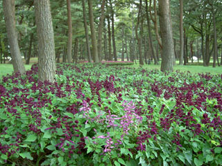 サルビア サルビア