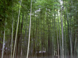 竹林