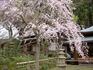 枝垂れ桜 枝垂れ桜
