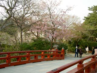 鶴岡八幡宮 桜と橋