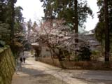 書院前の桜 桜