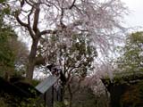 桜 桜