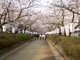 鶴岡八幡宮 一の鳥居までの道の両側は桜
