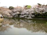 鶴岡八幡宮 桜が水面に映る