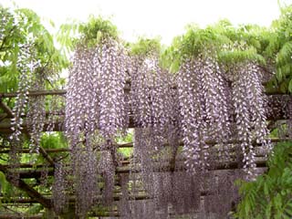 花が重そう 満開の藤