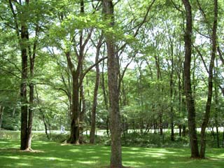 木陰で読書したい 庭園