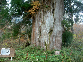立山杉 「巨木No.52」