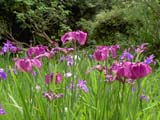 花菖蒲