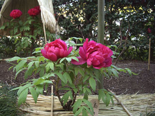 ボタンの花 島の輝