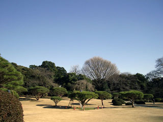 新宿御苑 日本庭園 松
