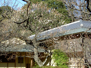 新宿御苑 茶室 楽羽亭 白梅