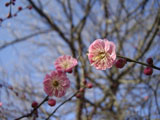 紅梅の花