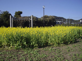 菜の花 菜の花