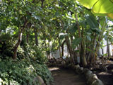 亜熱帯の植物 亜熱帯植物のトンネル