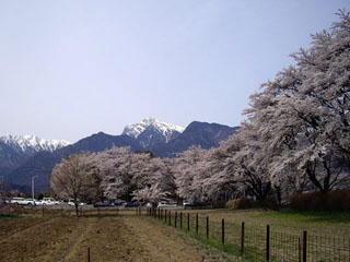甲斐駒ヶ岳を望む サクラ