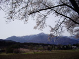 甲斐駒ヶ岳を望む サクラ