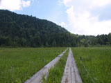 白砂田代 湿原と木道