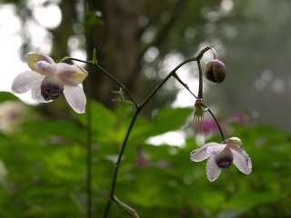 レンゲショウマの花