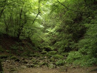 苔むした岩