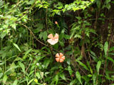 フシグロセンノウの花