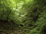 苔むした岩