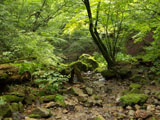 苔むした岩