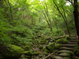苔むした岩