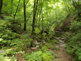 苔むした岩