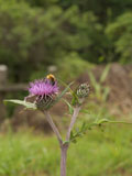 アザミの花にとまるミツバチ