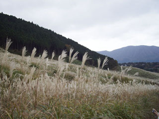 ススキ草原