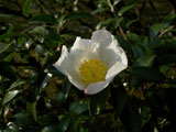 オチャの花 オチャの花