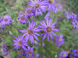 キク キクの花