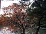 ハゼの紅葉 ハゼの紅葉