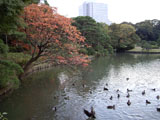 渡月橋からの眺め 六義園 渡月橋からの眺め
