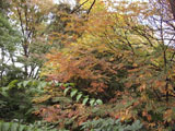 紅葉 紅葉