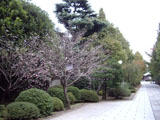 サクラ サクラ