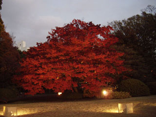 モミジのライトアップ 紅葉 モミジ