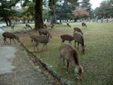 シカ